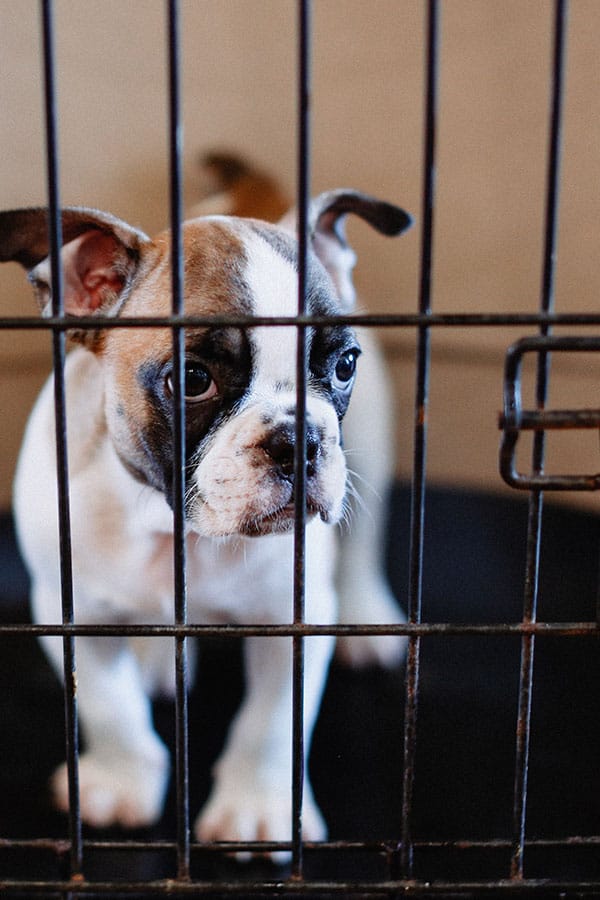 Private Puppy Comes Home