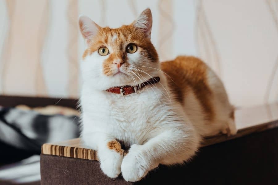 Adopt An Edmonton Cat