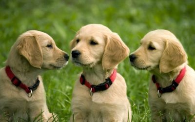 Puppy Socialization: Do We Really Have It Right?