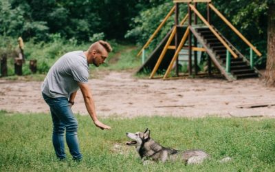 Things To Look For in a Professional Edmonton Dog Trainer