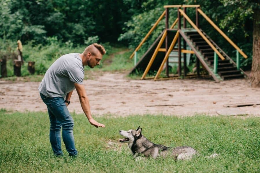 Things To Look For in a Professional Edmonton Dog Trainer