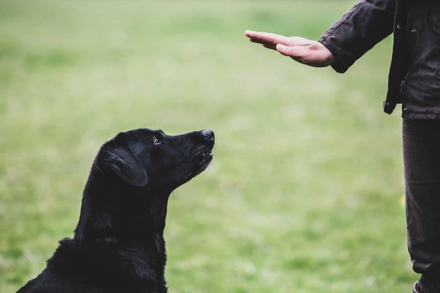 Threshold Dog Training