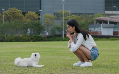 Understanding Threshold Dog Training