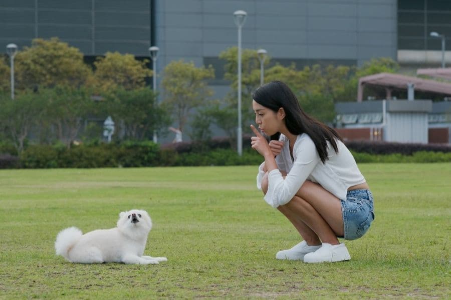 Understanding Threshold Dog Training