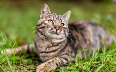 Why You Should Adopt An Edmonton Cat