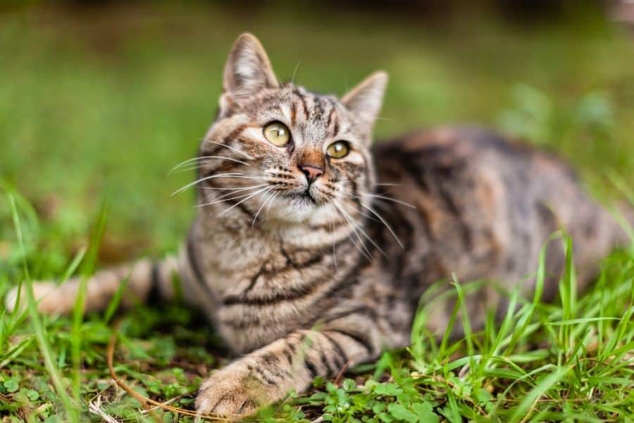 Why You Should Adopt An Edmonton Cat