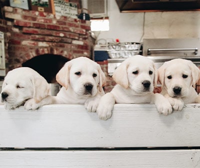 Service Dog Selection