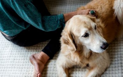 How Dog Owners Help With Desensitization