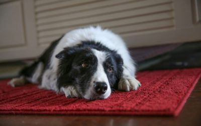 How To Help Rescue Dogs With PTSD