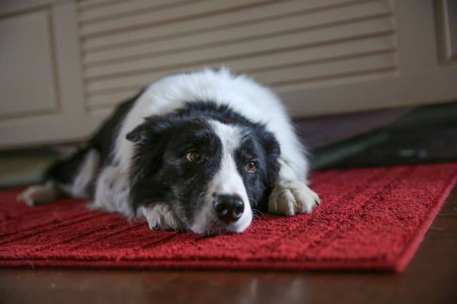 How To Help Rescue Dogs With PTSD
