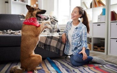Dog Owner & Trainer Communication: An Important Factor For Successful Dog Training