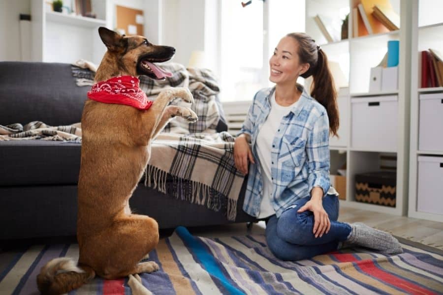 Dog Owner & Trainer Communication: An Important Factor For Successful Dog Training