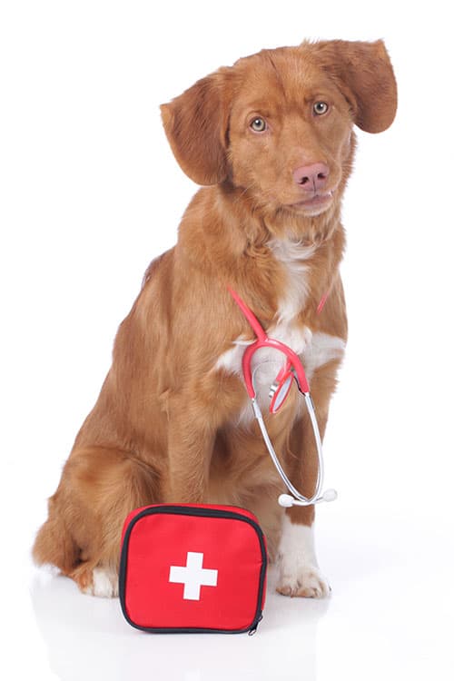 Pet CPR and First Aid CERTIFICATION